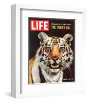 LIFE The Tiger's Kill 1965-null-Framed Art Print