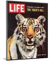 LIFE The Tiger's Kill 1965-null-Mounted Art Print