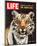 LIFE The Tiger's Kill 1965-null-Mounted Art Print