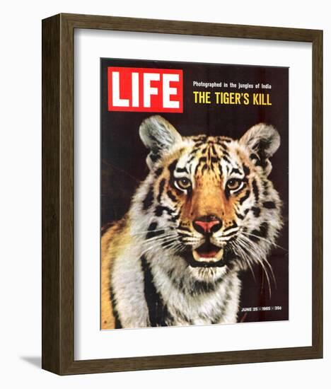 LIFE The Tiger's Kill 1965-null-Framed Art Print