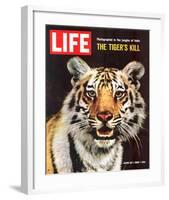 LIFE The Tiger's Kill 1965-null-Framed Art Print