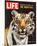 LIFE The Tiger's Kill 1965-null-Mounted Art Print
