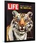 LIFE The Tiger's Kill 1965-null-Framed Art Print