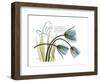 Life Tulips-Albert Koetsier-Framed Premium Giclee Print