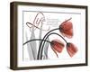 Life Tulips-Albert Koetsier-Framed Photographic Print