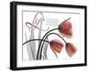 Life Tulips-Albert Koetsier-Framed Photographic Print