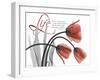 Life Tulips-Albert Koetsier-Framed Photographic Print