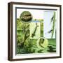 Lifecycle of the Mosquito-R. B. Davis-Framed Giclee Print