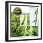 Lifecycle of the Mosquito-R. B. Davis-Framed Giclee Print