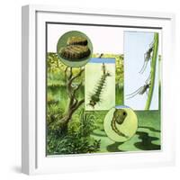 Lifecycle of the Mosquito-R. B. Davis-Framed Giclee Print