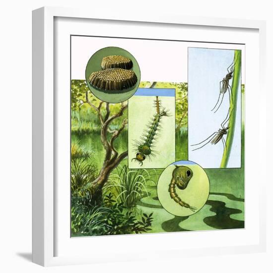 Lifecycle of the Mosquito-R. B. Davis-Framed Giclee Print