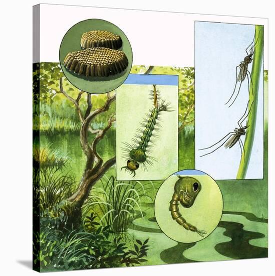 Lifecycle of the Mosquito-R. B. Davis-Stretched Canvas