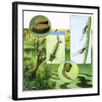 Lifecycle of the Mosquito-R. B. Davis-Framed Giclee Print