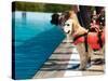 Lifeguard Dog, Rescue Demonstration with the Dogs in the Pool.-Antonio Gravante-Stretched Canvas