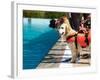 Lifeguard Dog, Rescue Demonstration with the Dogs in the Pool.-Antonio Gravante-Framed Photographic Print