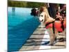 Lifeguard Dog, Rescue Demonstration with the Dogs in the Pool.-Antonio Gravante-Mounted Photographic Print