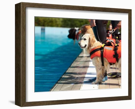 Lifeguard Dog, Rescue Demonstration with the Dogs in the Pool.-Antonio Gravante-Framed Photographic Print