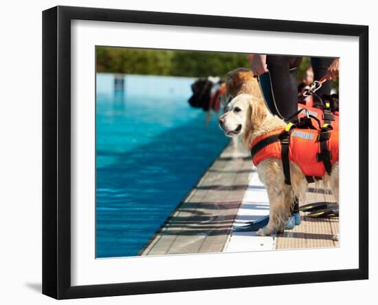 Lifeguard Dog, Rescue Demonstration with the Dogs in the Pool.-Antonio Gravante-Framed Photographic Print