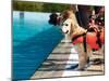 Lifeguard Dog, Rescue Demonstration with the Dogs in the Pool.-Antonio Gravante-Mounted Photographic Print