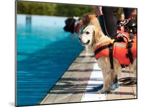 Lifeguard Dog, Rescue Demonstration with the Dogs in the Pool.-Antonio Gravante-Mounted Photographic Print