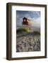 Lifeguard Hut and Sand Dunes, Skanor Falsterbo, Falsterbo Peninsula, Skane, South Sweden, Sweden-Stuart Black-Framed Photographic Print