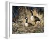 Lifetime Mate- Geese-Andrew Kiss-Framed Art Print