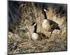 Lifetime Mate- Geese-Andrew Kiss-Mounted Art Print