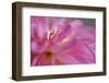 Lift Me High-Heidi Westum-Framed Photographic Print