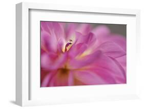 Lift Me High-Heidi Westum-Framed Photographic Print