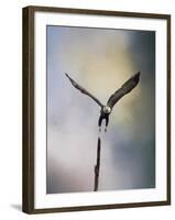 Lift Off Bald Eagle-Jai Johnson-Framed Giclee Print