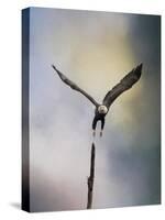 Lift Off Bald Eagle-Jai Johnson-Stretched Canvas