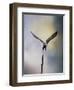 Lift Off Bald Eagle-Jai Johnson-Framed Premium Giclee Print