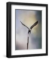 Lift Off Bald Eagle-Jai Johnson-Framed Premium Giclee Print