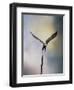 Lift Off Bald Eagle-Jai Johnson-Framed Premium Giclee Print