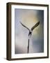 Lift Off Bald Eagle-Jai Johnson-Framed Giclee Print