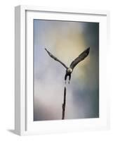 Lift Off Bald Eagle-Jai Johnson-Framed Giclee Print