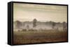 Lifting Fog-Jai Johnson-Framed Stretched Canvas