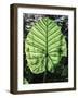 Lig-Shot by Clint-Framed Giclee Print