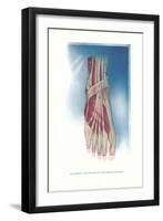 Ligaments and Muscles of Dorsum of Foot-null-Framed Art Print
