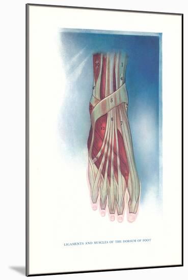 Ligaments and Muscles of Dorsum of Foot-null-Mounted Art Print