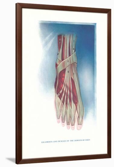 Ligaments and Muscles of Dorsum of Foot-null-Framed Art Print