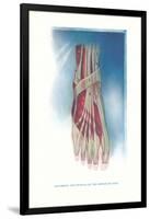 Ligaments and Muscles of Dorsum of Foot-null-Framed Art Print