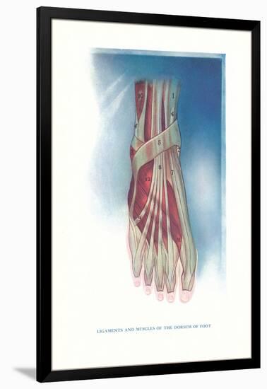 Ligaments and Muscles of Dorsum of Foot-null-Framed Art Print