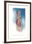 Ligaments and Muscles of Dorsum of Foot-null-Framed Art Print