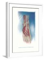 Ligaments and Muscles of Dorsum of Foot-null-Framed Art Print