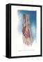 Ligaments and Muscles of Dorsum of Foot-Found Image Press-Framed Stretched Canvas