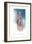 Ligaments and Muscles of Dorsum of Foot-Found Image Press-Framed Giclee Print