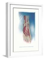 Ligaments and Muscles of Dorsum of Foot-Found Image Press-Framed Giclee Print