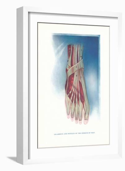 Ligaments and Muscles of Dorsum of Foot-Found Image Press-Framed Giclee Print