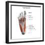 Ligaments and muscles of the human foot, planar view of the sole with labels.-Hank Grebe-Framed Art Print